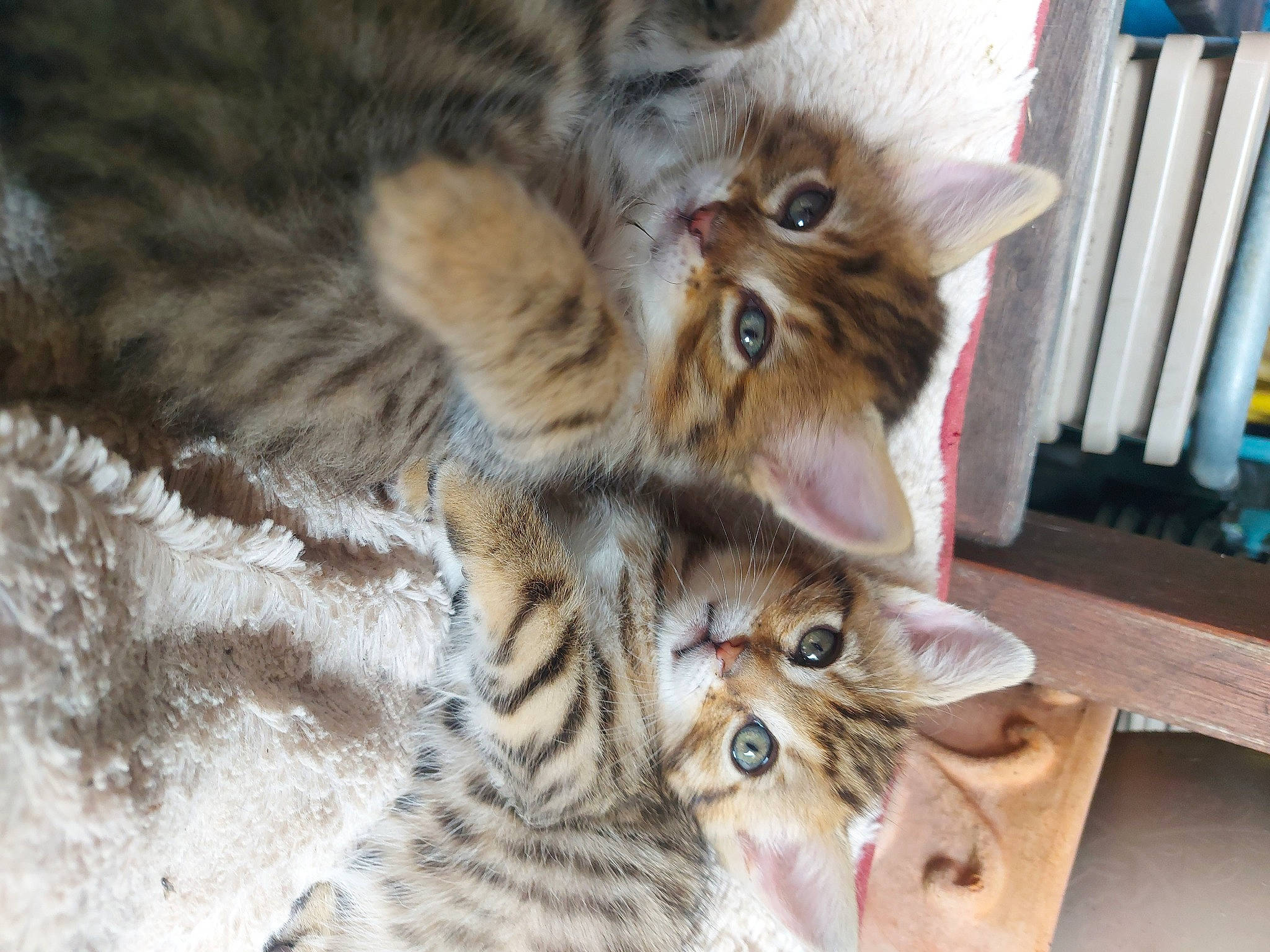 Tanya participe au concours pour gagner de l'argent avec cette photo : bookcase, carnivore, cat, claw, domestic_short_haired_cat, fawn, felidae, fur, paw, small_to_medium_sized_cats, snout, tail, terrestrial_animal, tree, whiskers, wood