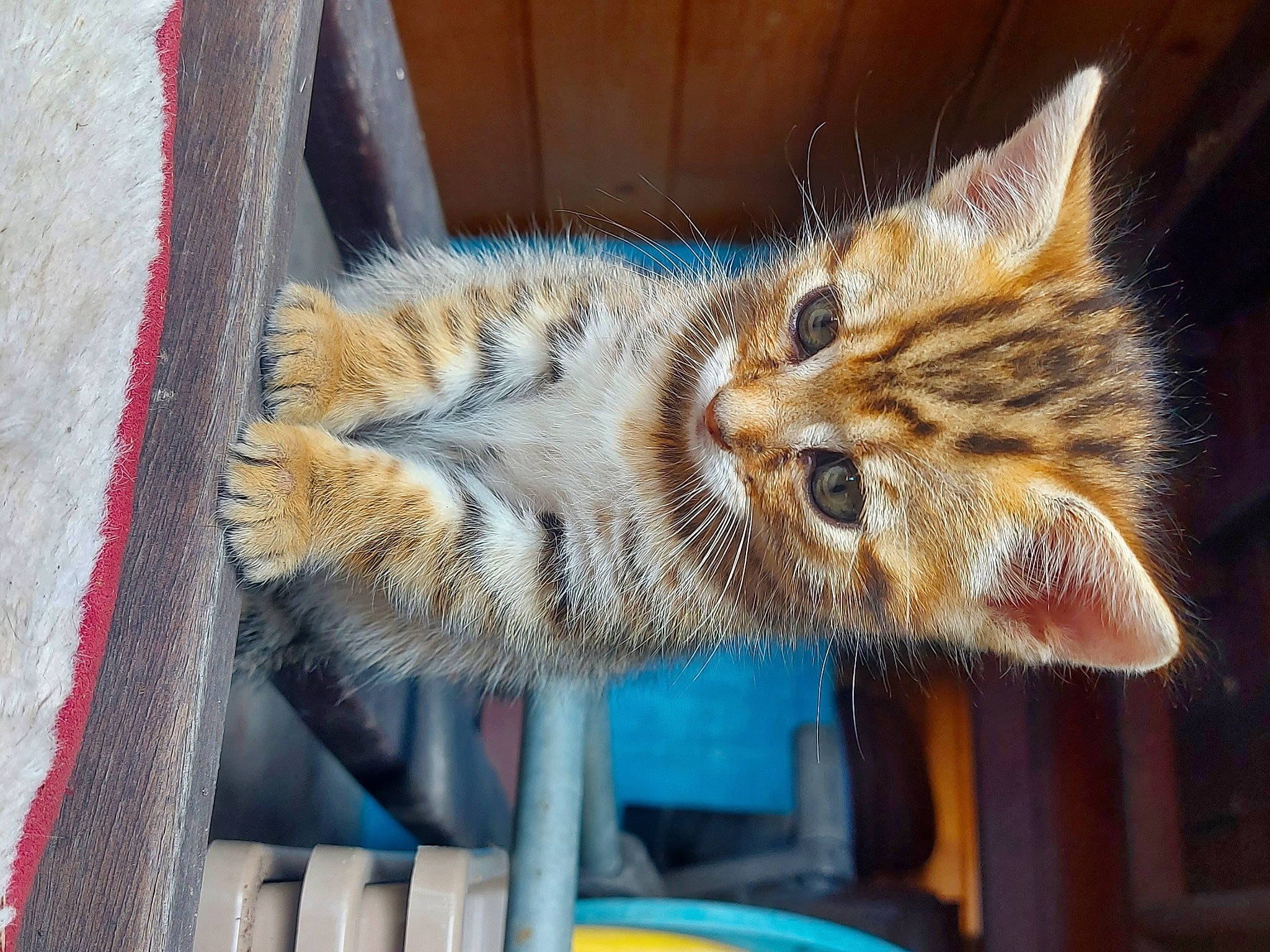 Tanya a rejoint le concours — aidez-le/la à gagner de superbes lots ! big_cats, carnivore, cat, claw, domestic_short_haired_cat, fawn, felidae, fur, lynx, small_to_medium_sized_cats, snout, tail, terrestrial_animal, whiskers, wildlife, window, zoo