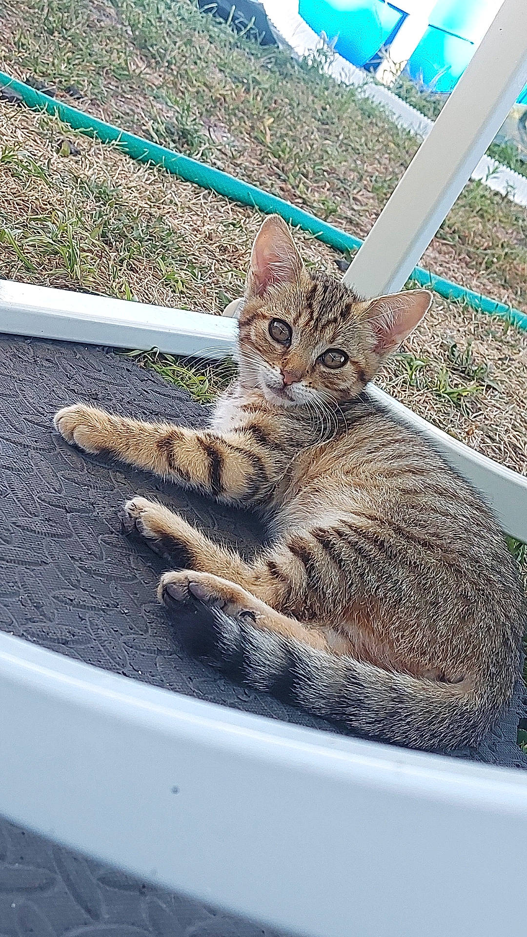 Tanya participe au concours pour gagner de l'argent avec cette photo : asphalt, carnivore, cat, claw, domestic_short_haired_cat, fawn, felidae, fence, foot, fur, grass, paw, plant, road_surface, sitting, small_to_medium_sized_cats, snout, tail, terrestrial_animal, whiskers