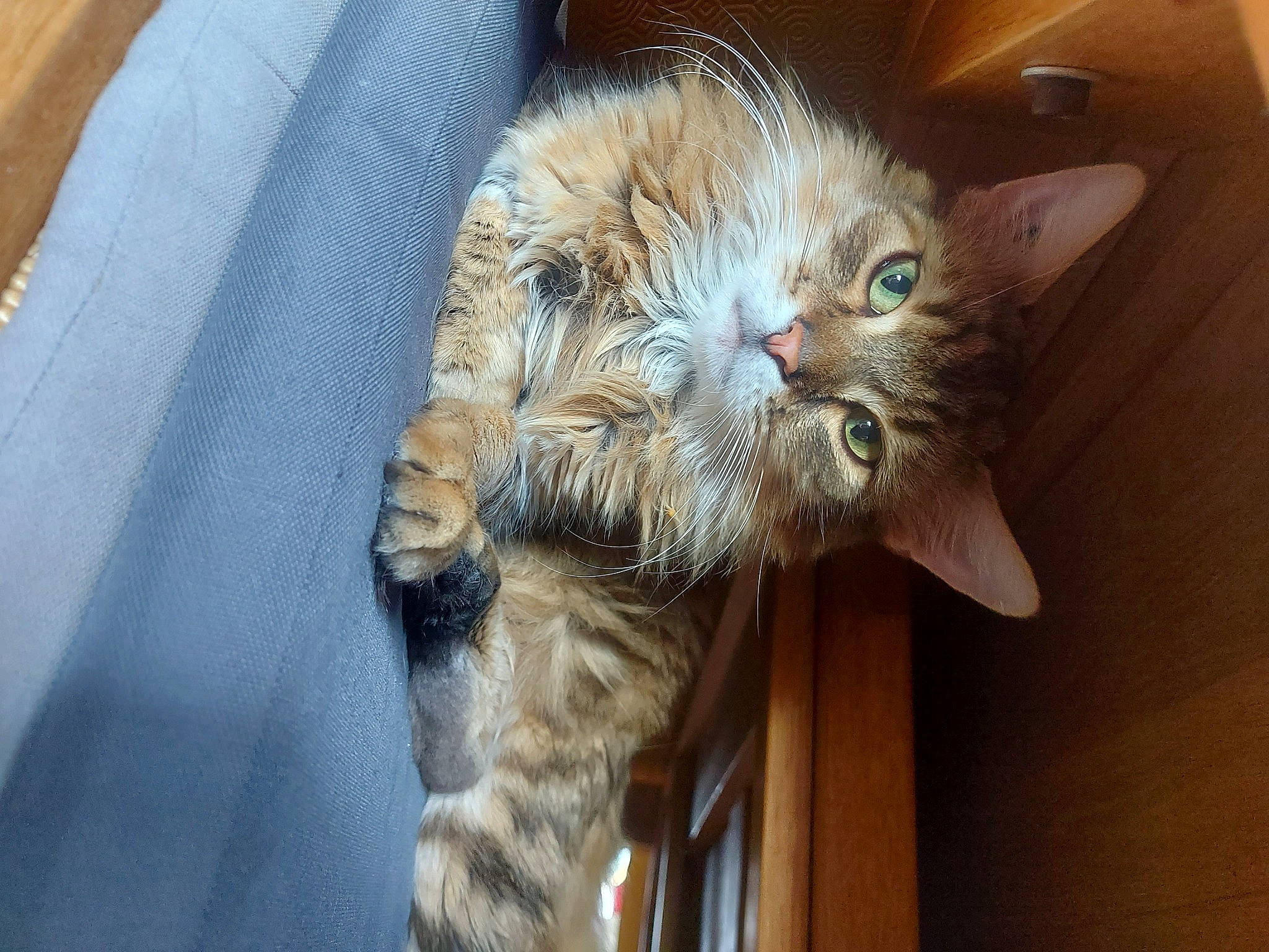 Tacos a rejoint le concours — aidez-le/la à gagner de superbes lots ! carnivore, cat, claw, comfort, domestic_short_haired_cat, eye, fawn, felidae, fur, paw, small_to_medium_sized_cats, tail, terrestrial_animal, whiskers, wood