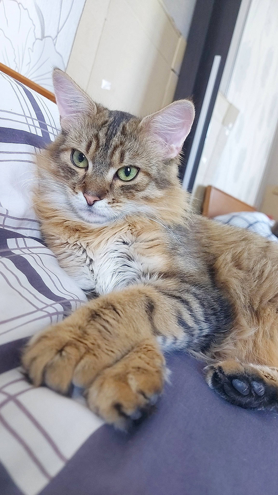 Tacos a rejoint le concours — aidez-le/la à gagner de superbes lots ! bed, carnivore, cat, claw, comfort, domestic_short_haired_cat, felidae, fur, nap, paw, small_to_medium_sized_cats, snout, tail, terrestrial_animal, whiskers, wildlife