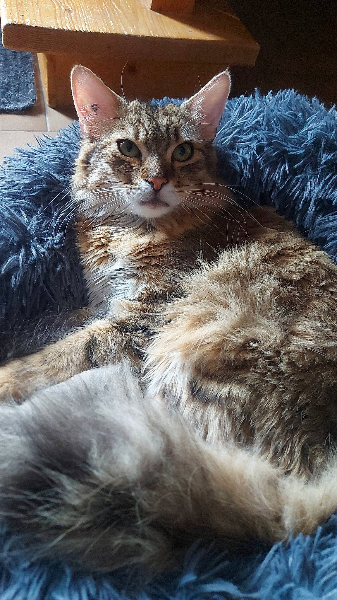 Tacos participe au concours pour gagner de l'argent avec cette photo : carnivore, cat, claw, comfort, domestic_short_haired_cat, event, felidae, fur, paw, plant, small_to_medium_sized_cats, snout, tail, terrestrial_animal, tree, whiskers, wildlife, window