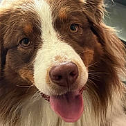 Shaya participe au concours pour gagner de l'argent avec cette photo : dog, canine, pet, animal, tongue, fur, close_up, indoor, brown, white, cute, happy, tongue_out, nose, ears, fluffy, face, friendly, companion, domestic