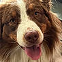 dog, canine, pet, animal, tongue, fur, close_up, indoor, brown, white, cute, happy, tongue_out, nose, ears, fluffy, face, friendly, companion, domestic