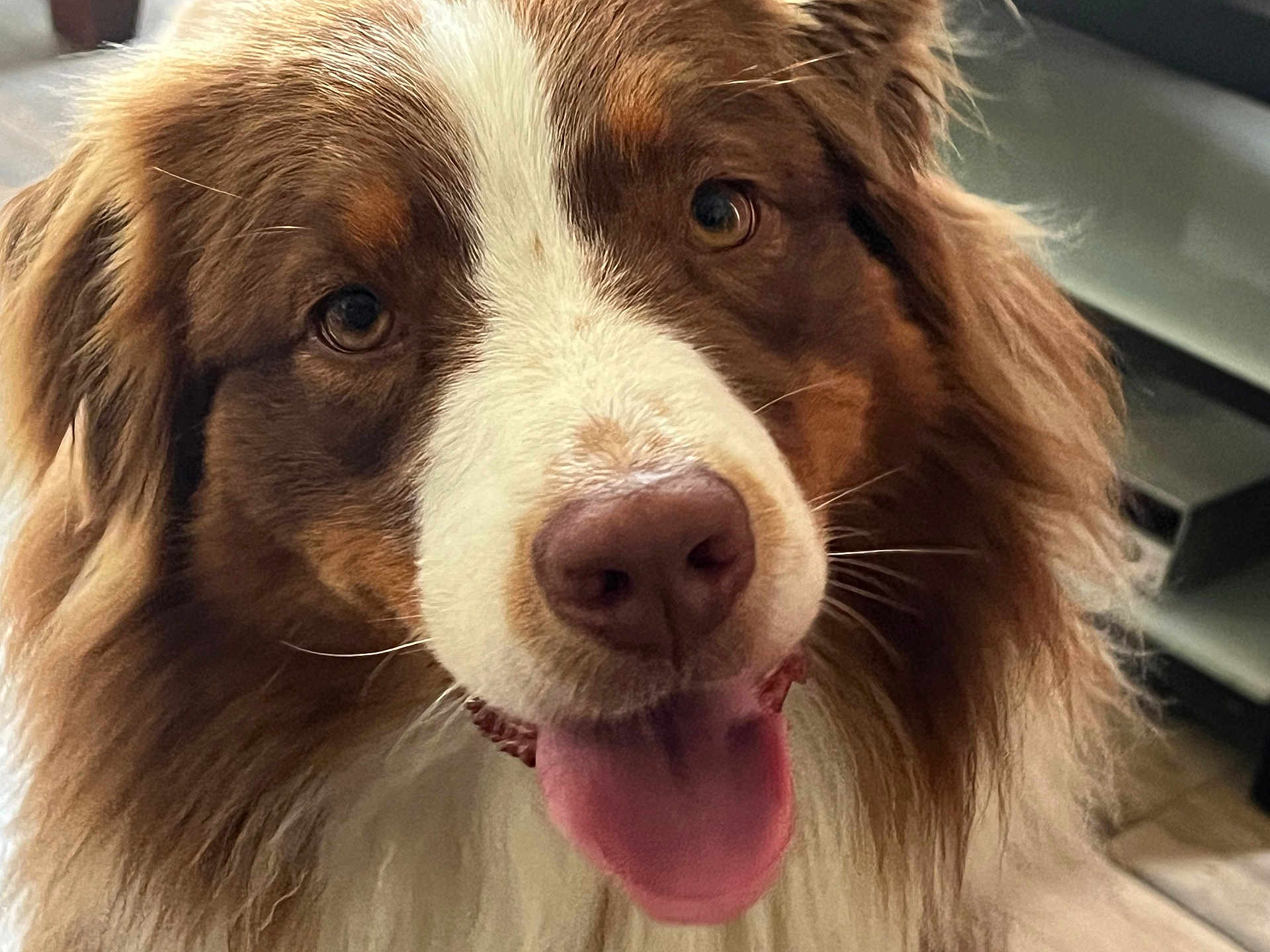 Shaya participe au concours pour gagner de l'argent avec cette photo : dog, canine, pet, animal, tongue, fur, close_up, indoor, brown, white, cute, happy, tongue_out, nose, ears, fluffy, face, friendly, companion, domestic