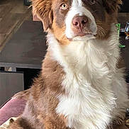 Shaya participe au concours pour gagner de l'argent avec cette photo : animal, attention, brown, canine, companion, cozy, cute, dog, ears, fluffy, fur, furry, home, indoor, looking, nose, pet, portrait, sitting, white