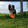 Teïko participe au concours pour gagner de l'argent avec cette photo : animal, canine, cockerspaniel, dog, field, frisbee, grass, grassland, lawn, nature, outdoors, papillon, park, pet, plant, puppy, soil, summer, terrier, toy