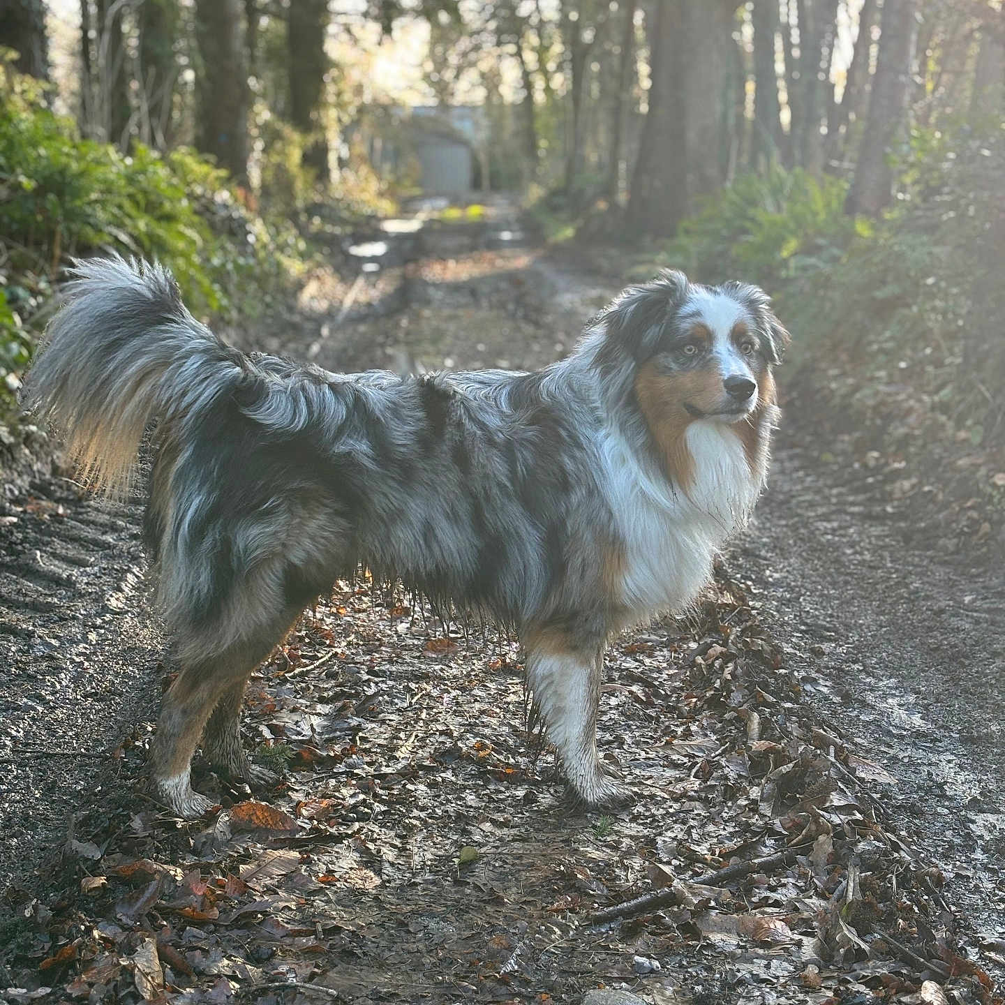 Teïko