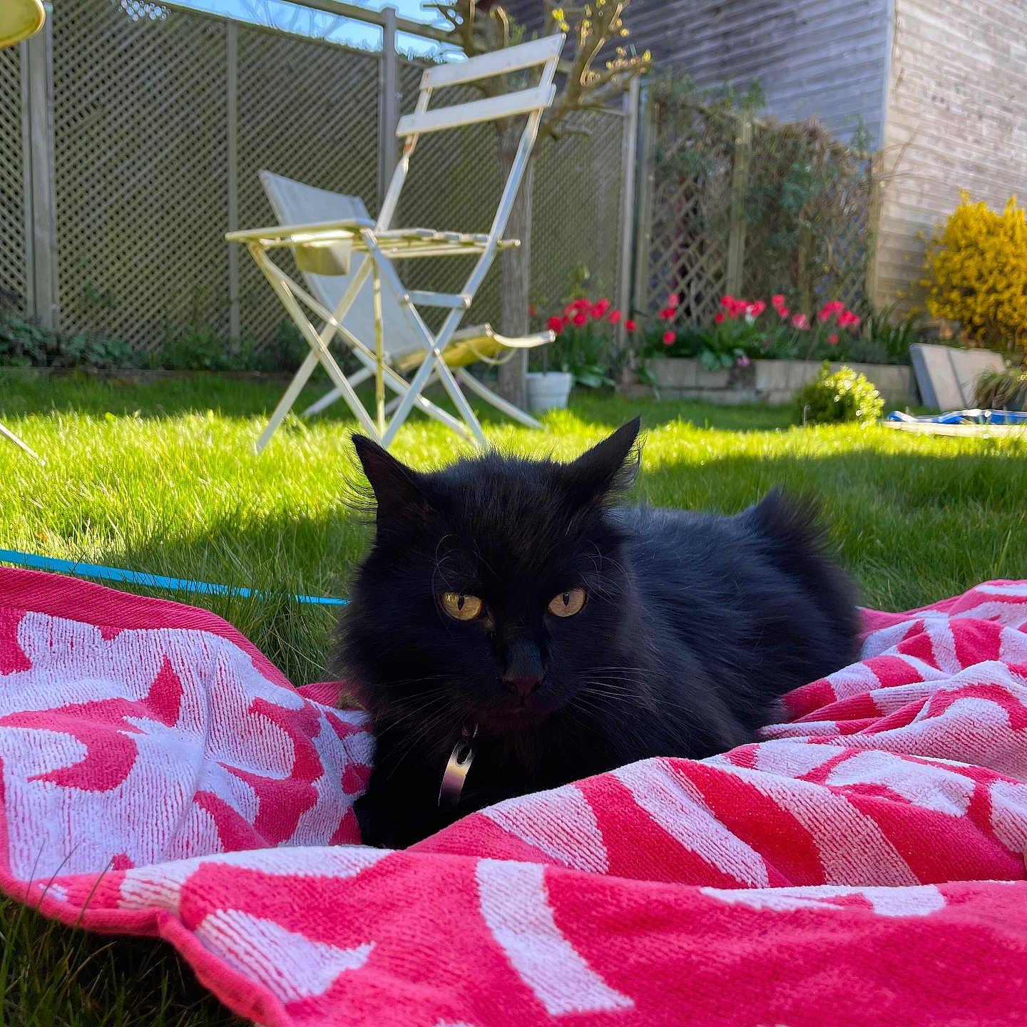 Sushi a rejoint le concours — aidez-le/la à gagner de superbes lots ! animal, architecture, backyard, blanket, building, cat, chair, flower, furniture, grass, lawn, nature, outdoors, pet, plant, pottedplant, quilt, shelter, towel, yard