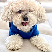 Rosey is registered to the contest to win money with this photo: dog, white_dog, curly_fur, blue_sweater, pet, cute, fluffy, tongue_out, close_up, portrait, indoor, soft_background, animal, mammal, friendly, fur, paw, snout, companion, domestic_animal