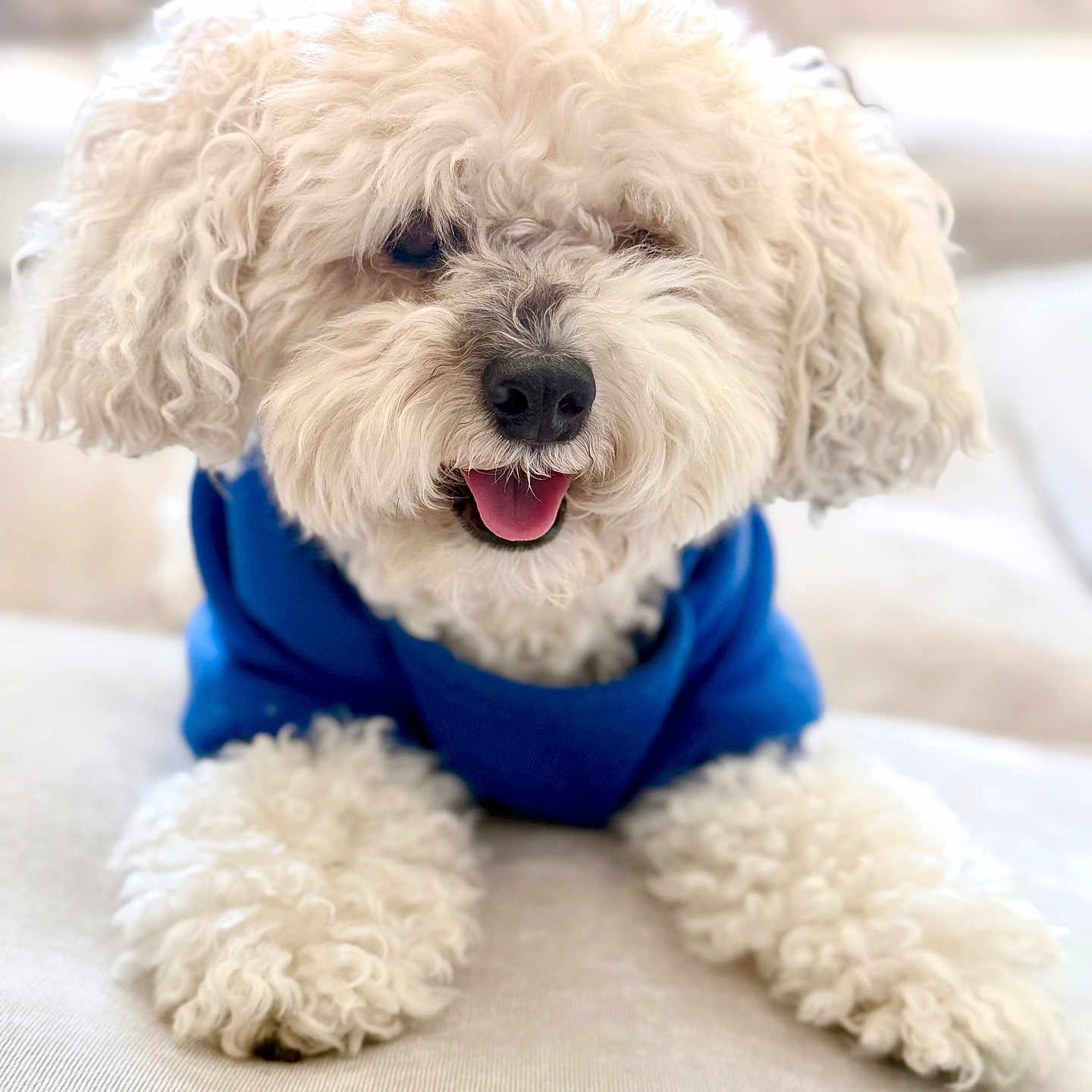 Rosey is registered to the contest to win money with this photo: dog, white_dog, curly_fur, blue_sweater, pet, cute, fluffy, tongue_out, close_up, portrait, indoor, soft_background, animal, mammal, friendly, fur, paw, snout, companion, domestic_animal