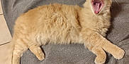 Capou participe au concours pour gagner de l'argent avec cette photo : cat, orange_cat, fluffy, yawning, teeth, tongue, pet, animal, feline, cute, relaxed, lying_down, indoor, gray_blanket, fur, paw, whiskers, sleepy, mouth_open, cozy
