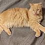 cat, orange_cat, fluffy, pet, animal, feline, tongue_out, lying_down, cozy, blanket, indoor, cute, relaxed, whiskers, paws, fur, sleepy, resting, domestic_cat, soft