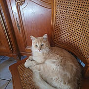 Capou a rejoint le concours — aidez-le/la à gagner de superbes lots ! cat, feline, pet, animal, chair, wooden_chair, furniture, indoor, relaxed, cream_color, fluffy, long_hair, domestic_cat, resting, looking, cabinet, wooden_cabinet, floor_tiles, cozy, home