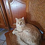 cat, feline, pet, animal, chair, wooden_chair, furniture, indoor, relaxed, cream_color, fluffy, long_hair, domestic_cat, resting, looking, cabinet, wooden_cabinet, floor_tiles, cozy, home