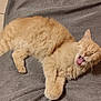 Capou participe au concours pour gagner de l'argent avec cette photo : cat, orange_cat, fluffy, yawning, lying_down, pet, indoor, gray_fabric, tiled_floor, whiskers, paw, relaxed, cute, feline, animal, domestic_cat, sleepy, mouth_open, fur, ears
