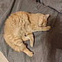 cat, sleeping, ginger, fluffy, pet, cozy, fur, animal, relaxed, indoor, resting, cute, whiskers, paw, tail, feline, soft, couch, comfort, nap