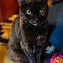 Guerrière a rejoint le concours — aidez-le/la à gagner de superbes lots ! cat, black_cat, pet, animal, feline, indoor, sitting, green_eyes, fur, whiskers, closeup, yellow_surface, cozy, domestic_animal, cute, portrait, soft_background, relaxed, looking, furniture