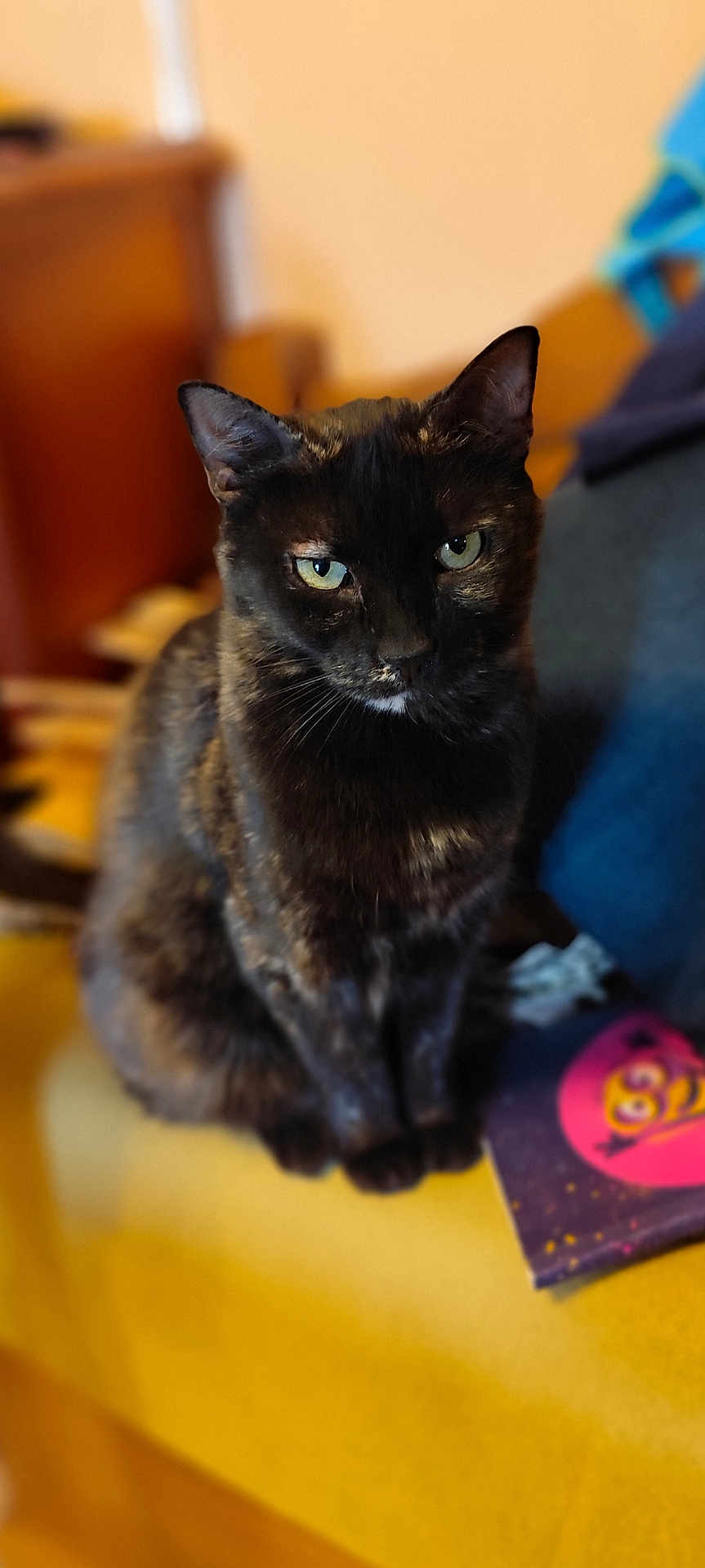 Guerrière a rejoint le concours — aidez-le/la à gagner de superbes lots ! cat, black_cat, pet, animal, feline, indoor, sitting, green_eyes, fur, whiskers, closeup, yellow_surface, cozy, domestic_animal, cute, portrait, soft_background, relaxed, looking, furniture