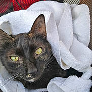 Guerrière participe au concours pour gagner de l'argent avec cette photo : cat, black_cat, animal, pet, towel, white_towel, mesh_basket, close_up, yellow_eyes, whiskers, fur, resting, cozy, hand, indoor, portrait, cute, relaxed, domestic_animal, animal_face