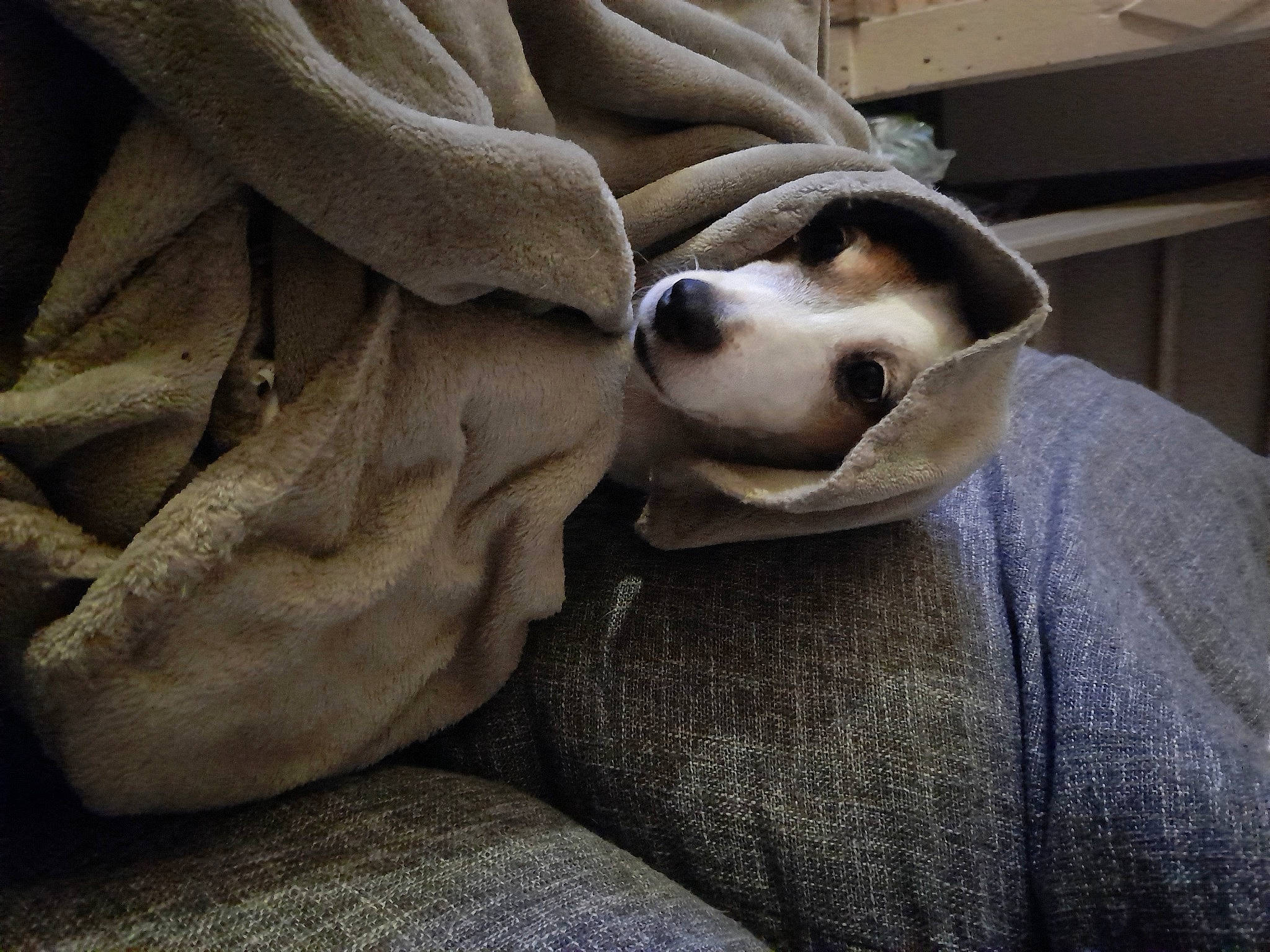 Bubble participe au concours pour gagner de l'argent avec cette photo : carnivore, comfort, companion_dog, dog, dog_breed, fur, grey, linens, nap, non_sporting_group, paw, puppy, sporting_group, tints_and_shades, whiskers, working_animal