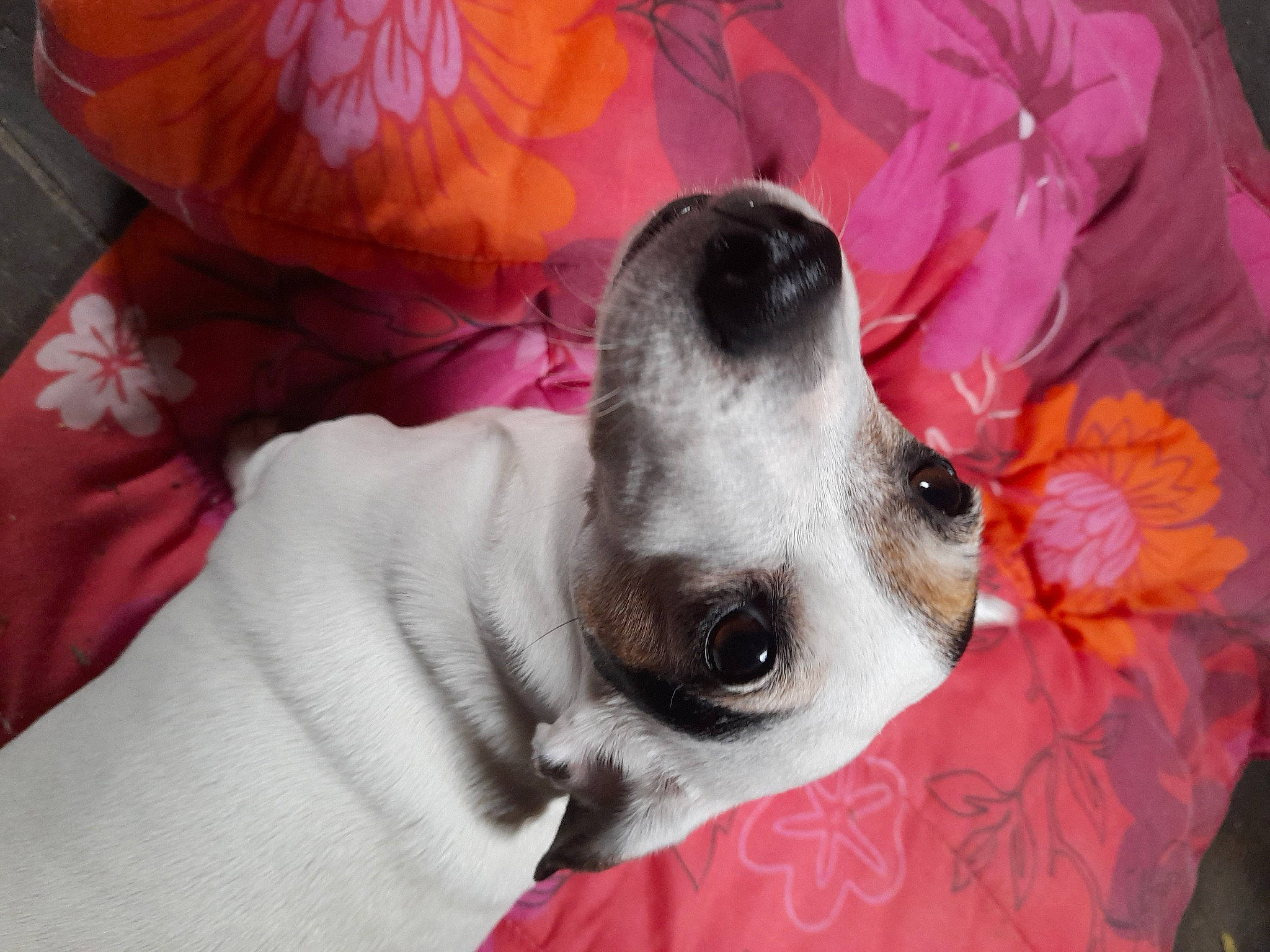 Bubble a rejoint le concours — aidez-le/la à gagner de superbes lots ! canidae, carnivore, collar, comfort, companion_dog, dog, dog_breed, dog_collar, dog_supply, fawn, fur, linens, non_sporting_group, pet_supply, sporting_group, whiskers, working_animal