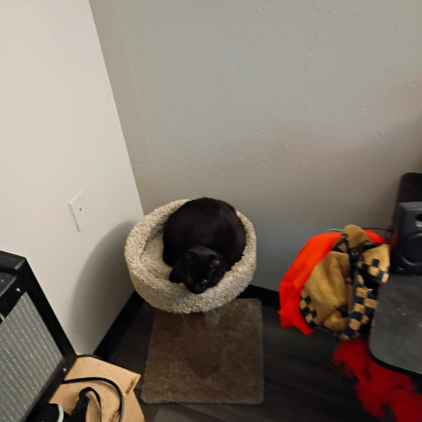 Oreo is registered to the contest to win money with this photo: amplifier, bag, black_cat, carpeted, cat_tree, chair, clutter, corner, cozy, domestic_animal, electronic_device, fabric, floor, furniture, indoor, pet, relaxing, resting, wall, wooden_floor