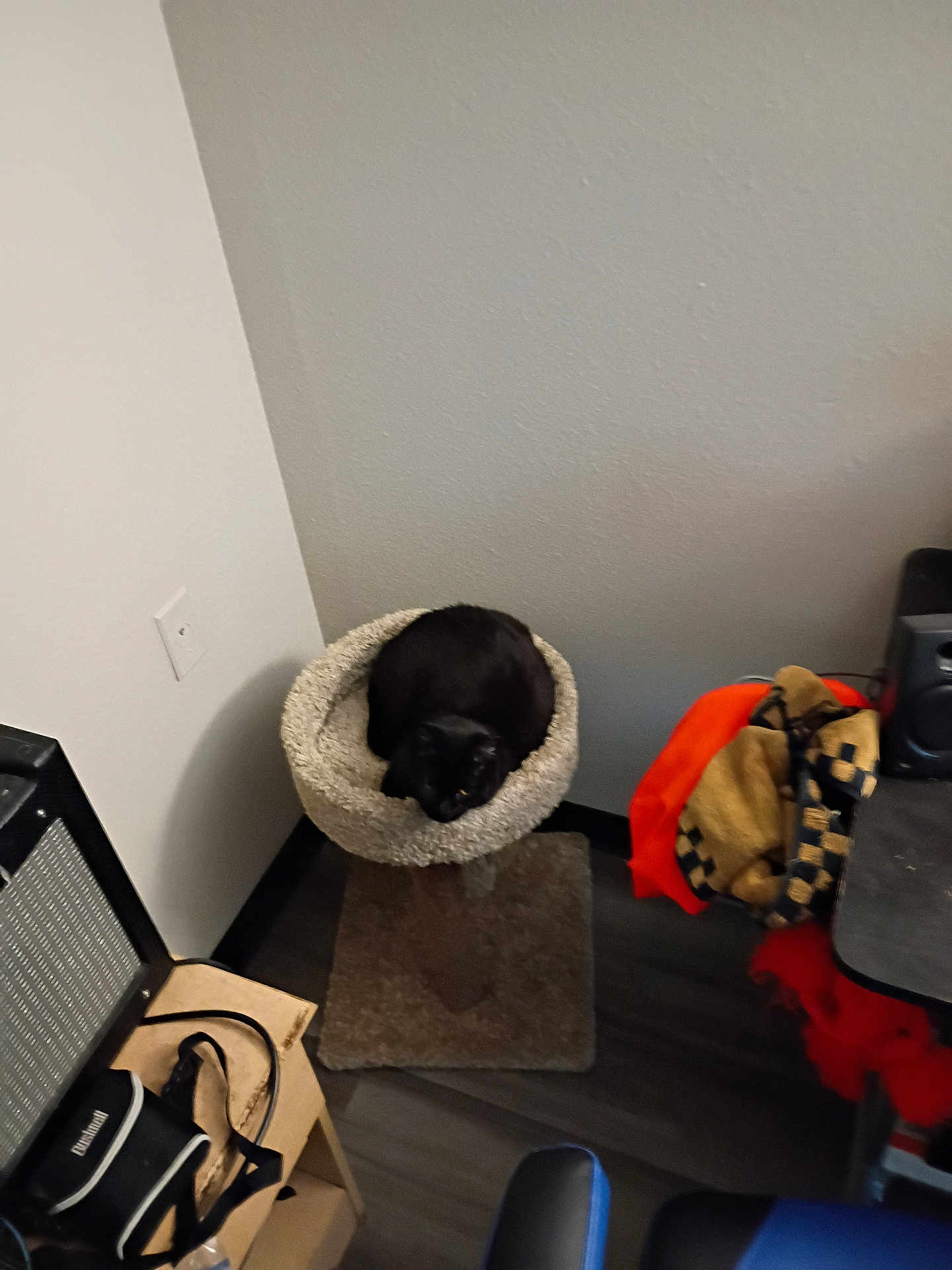 Oreo is registered to the contest to win money with this photo: black_cat, cat_tree, indoor, furniture, amplifier, bag, chair, floor, wall, electronic_device, pet, cozy, resting, domestic_animal, carpeted, wooden_floor, fabric, clutter, corner, relaxing