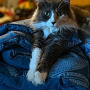 Coco is registered to the contest to win money with this photo: cat, feline, pet, animal, fluffy, tabby, white_paws, blue_blanket, cozy, indoor, relaxed, stretching, whiskers, ears, fur, portrait, closeup, comfort, home, resting