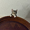 kitten, cat, tabby, wooden_headboard, peeking, curious, pets, indoor, furniture, white_paws, animal, looking, climbing, bedroom, texture, ceiling, wall, cute, small, young_cat