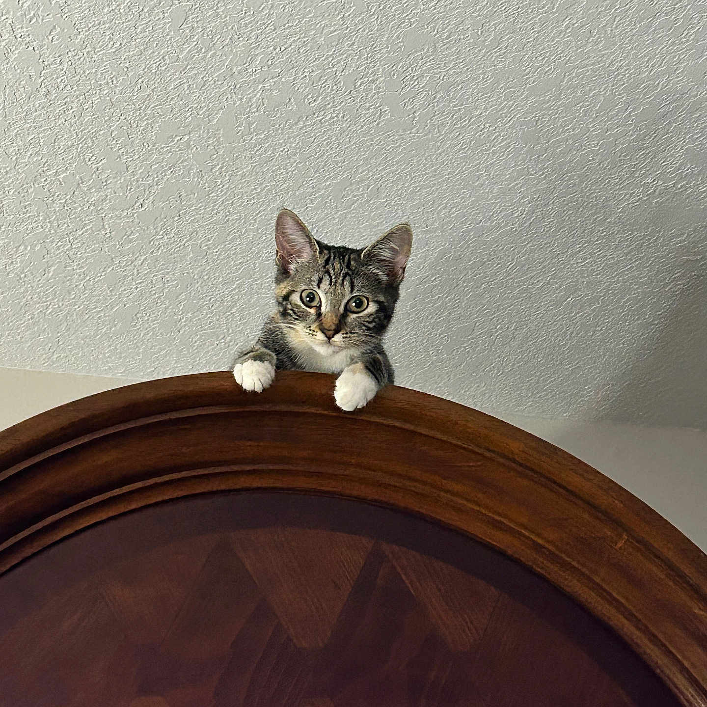 Daffodil is registered to the contest to win money with this photo: kitten, cat, tabby, wooden_headboard, peeking, curious, pets, indoor, furniture, white_paws, animal, looking, climbing, bedroom, texture, ceiling, wall, cute, small, young_cat