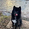 Tao a rejoint le concours — aidez-le/la à gagner de superbes lots ! dog, black_dog, blue_eyes, tongue_out, river, water, grass, branches, outdoor, nature, leash, sitting, fur, canine, animal, pets, daylight, landscape, wildlife, cute