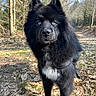 dog, black_dog, blue_eyes, forest, trail, trees, outdoor, nature, animal, pet, fur, canine, sunlight, daylight, wilderness, mammal, alert, standing, leash, woods