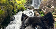 Tao participe au concours pour gagner de l'argent avec cette photo : dog, black_dog, blue_eyes, waterfall, forest, nature, outdoor, rocks, tongue_out, happy, animal, canine, muzzle, fur, scenic, landscape, water, greenery, wildlife, portrait