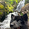 dog, black_dog, blue_eyes, waterfall, forest, nature, outdoor, rocks, tongue_out, happy, animal, canine, muzzle, fur, scenic, landscape, water, greenery, wildlife, portrait