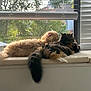 cat, cats, fluffy, window_seat, sunlight, blinds, cushion, indoor, pets, feline, relaxing, two_animals, fur, tail, resting, domestic_animal, nature_outside, greenery, window, daylight