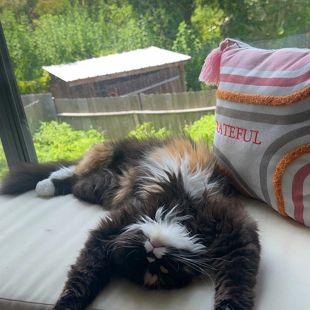 Oreo is registered to the contest to win money with this photo: black, cat, cozy, fluffy, fur, grateful, greenery, home, indoor, orange, outdoor_view, paw, pillow, relaxed, resting, stretching, sunlight, upside_down, white, window_seat