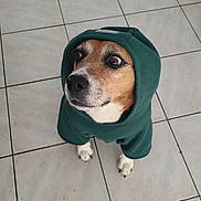 Leyna a rejoint le concours — aidez-le/la à gagner de superbes lots ! animal, brown_and_white_dog, canine, clothing, cute, dog, domestic_animal, ears, expression, fur, green_clothing, hoodie, indoor, looking_up, nose, paws, pet, portrait, tile_floor, whiskers