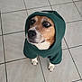 animal, brown_and_white_dog, canine, clothing, cute, dog, domestic_animal, ears, expression, fur, green_clothing, hoodie, indoor, looking_up, nose, paws, pet, portrait, tile_floor, whiskers