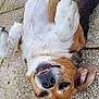Leyna participe au concours pour gagner de l'argent avec cette photo : animal, black_fur, brown_fur, canine, closeup, dog, ears, fur, happy, lying_down, mammal, nose, outdoor, pavement, paws, pet, playful, smiling, teeth, white_fur