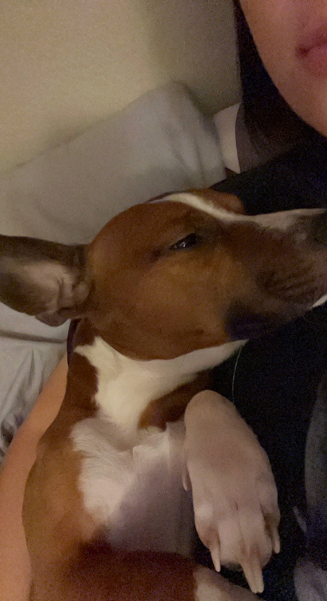 Khloe joined the competition — help win amazing prizes! canidae, carnivore, comfort, companion_dog, dog, dog_breed, ear, fawn, fur, hound, hunting_dog, jaw, no_expression, non_sporting_group, puppy_love, snout, sporting_group, whiskers, working_animal