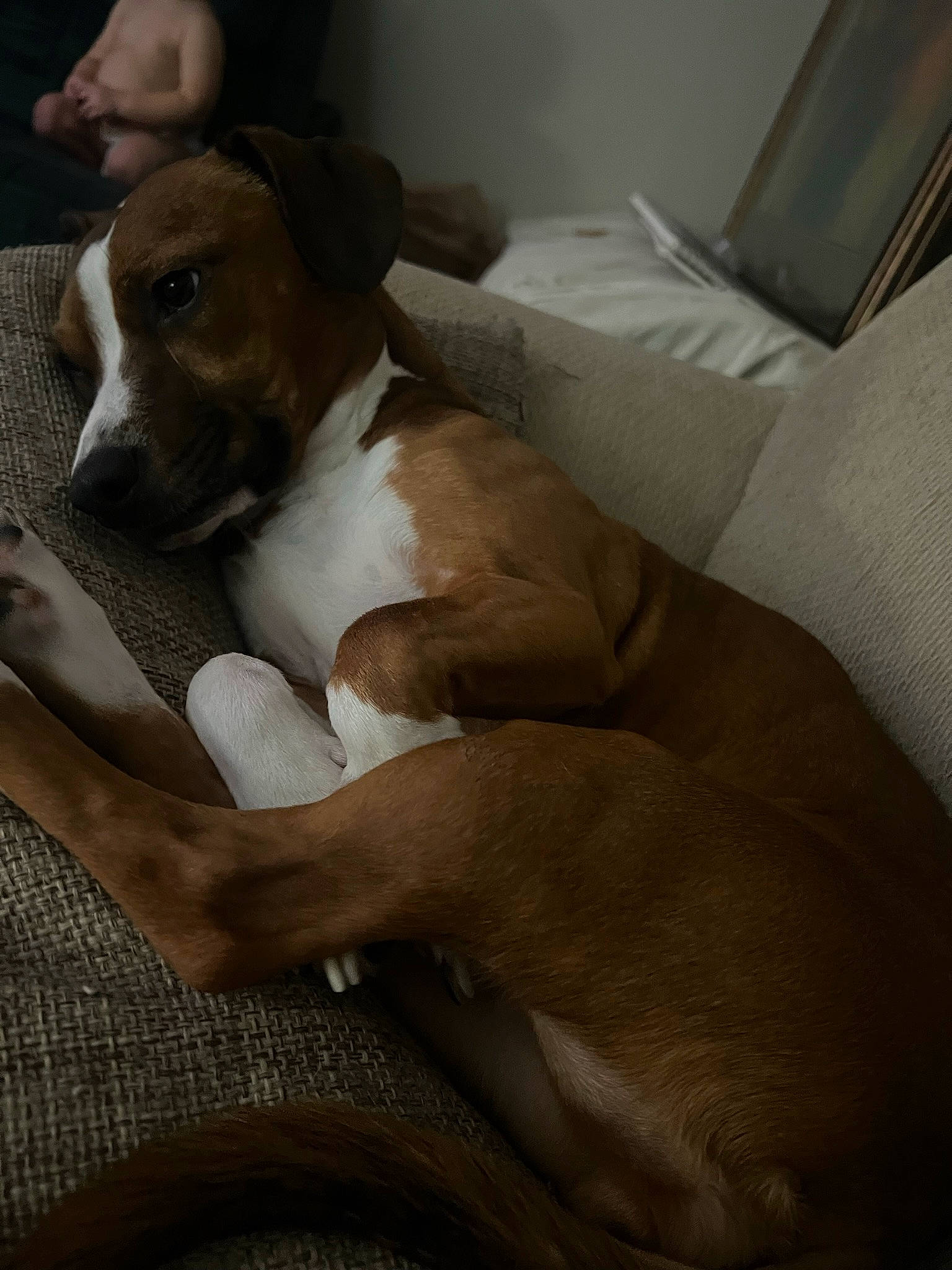 Khloe joined the competition — help win amazing prizes! canidae, carnivore, comfort, companion_dog, couch, dog, dog_breed, fawn, linens, non_sporting_group, sighthound, sporting_group, terrestrial_animal, whiskers, working_animal