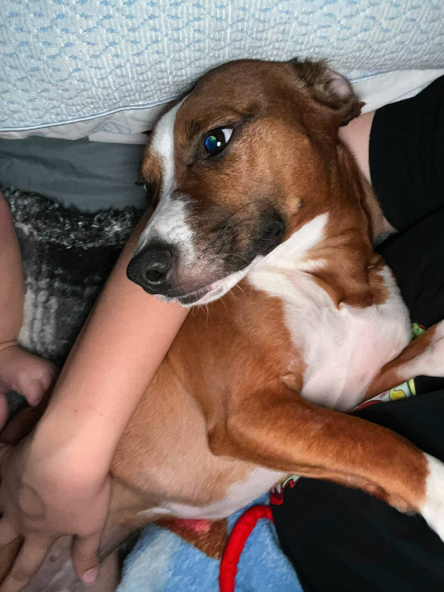 Khloe is registered to the contest to win money with this photo: canidae, carnivore, collar, comfort, companion_dog, dog, dog_breed, fawn, liver, non_sporting_group, snout, sporting_group, terrestrial_animal, whiskers, working_animal