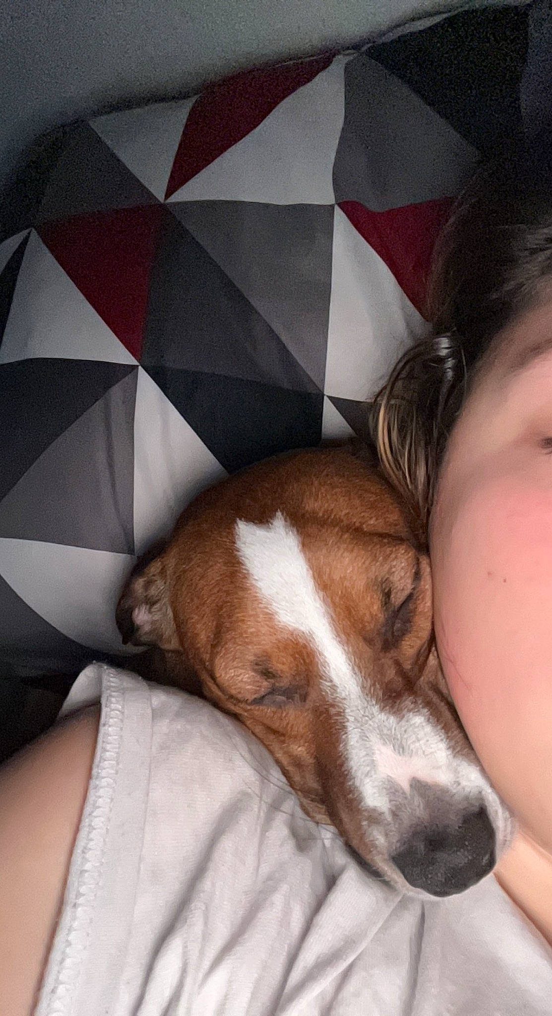 Khloe is registered to the contest to win money with this photo: canidae, carnivore, comfort, companion_dog, dog, dog_breed, ear, fawn, fur, linens, nap, pattern, puppy_love, scent_hound, sleep, snout, sporting_group, whiskers