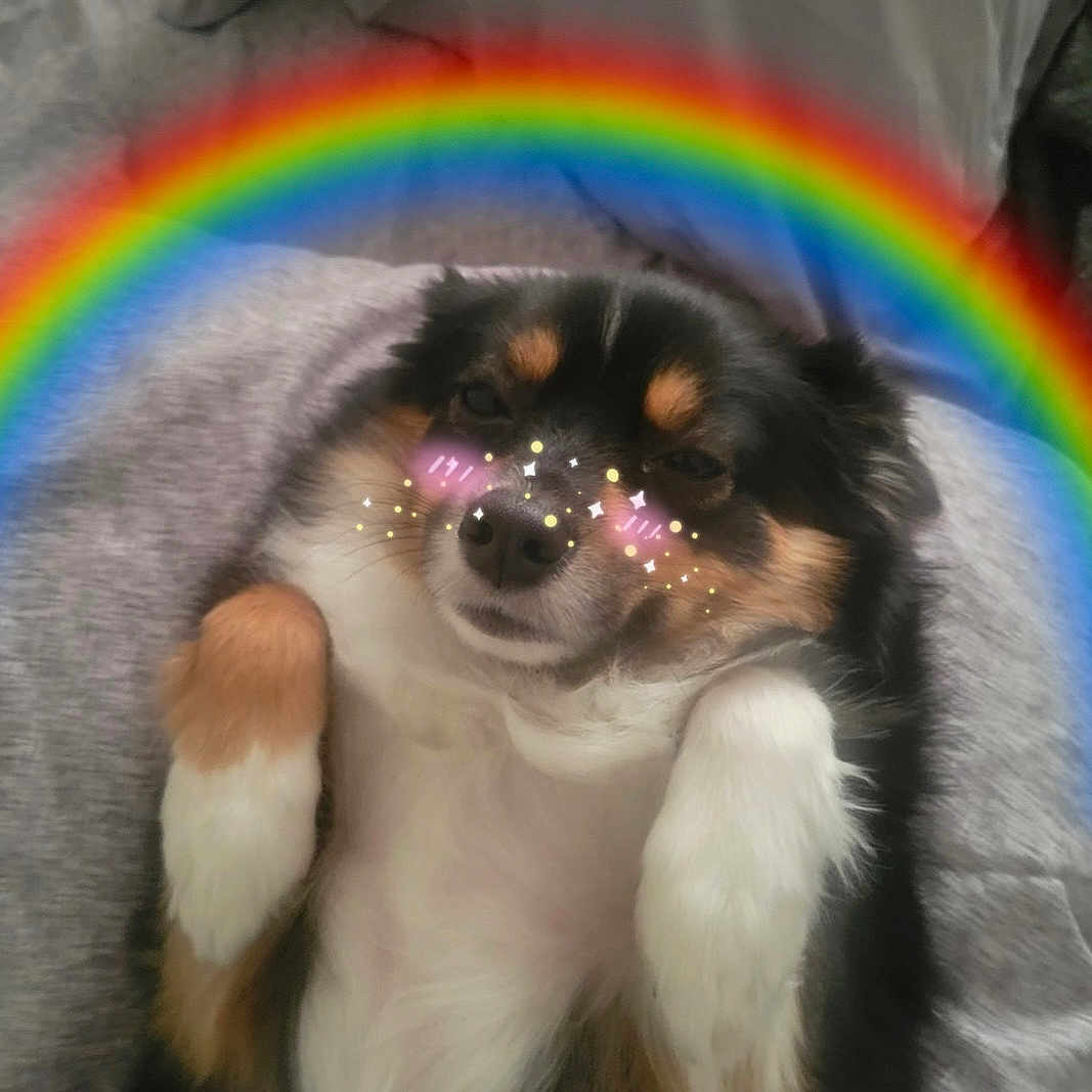 Ivory Rosalynn joined the competition — help win amazing prizes! dog, pet, fluffy, lying_down, cute, rainbow, blush, sparkles, cozy, gray_background, relaxed, small_dog, black_fur, white_fur, brown_fur, digital_effects, animal, indoor, close_up, adorable