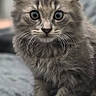 Leo is registered to the contest to win money with this photo: kitten, gray_fur, whiskers, fluffy, cat, pet, animal, cute, indoors, soft_texture, blanket, sitting, young, curious, wide_eyes, portrait, feline, small, domestic, fur