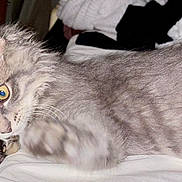 Leo is registered to the contest to win money with this photo: cat, kitten, gray_tabby, playing, paw, curious_eyes, bed, blanket, indoor, pet, feline, fur, whiskers, animal, cute, young, domestic, resting, cozy, soft