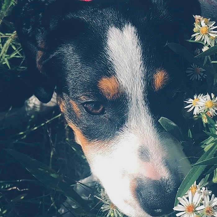 Luna joined the competition — help win amazing prizes! animal, canine, close_up, curious, daisy, dog, eye, flower, fur, greenery, leaf, nature, nose, outdoor, pet, plant, snout, spring, summer, tricolor
