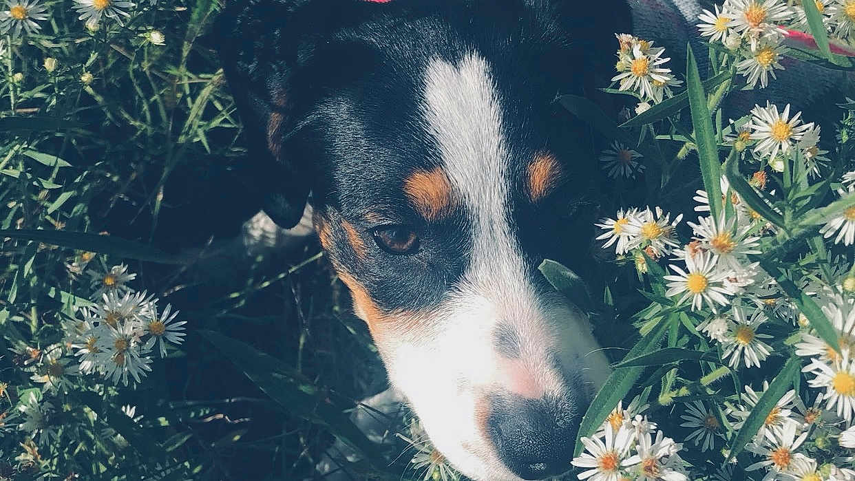 Luna joined the competition — help win amazing prizes! dog, close_up, flower, daisy, greenery, nature, outdoor, pet, animal, snout, fur, leaf, plant, spring, summer, canine, curious, tricolor, eye, nose