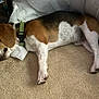 animal, beagle, black, brown, carpet, collar, curtain, dog, ear, fur, indoor, laying_down, nose, paw, pet, pillow, relaxed, resting, sleeping, white
